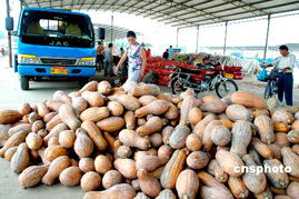 農產品進能源新時代 國際基金瘋炒驅動下的機遇與挑戰